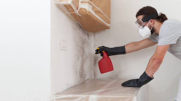 Professional Mold Removal technician working in Darien, GA