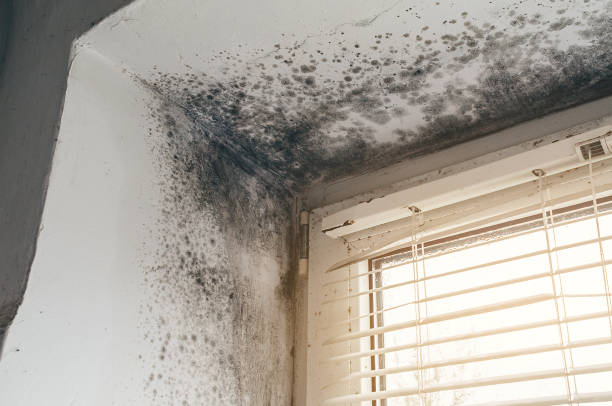 Affordable Mold Removal solutions in Darien, GA