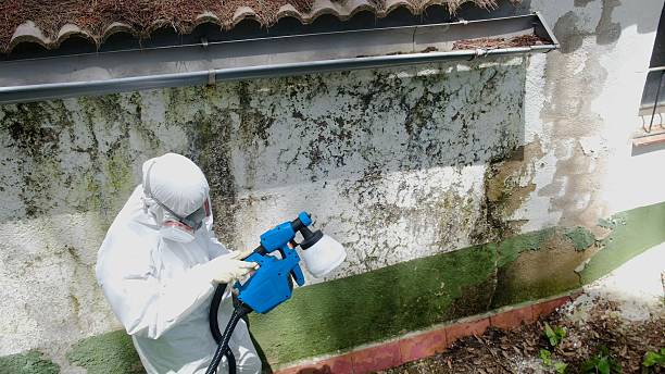 Top rated local Mold Removal specialists in Darien, GA